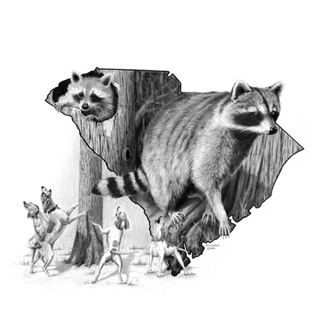 SC Traditions - Raccoon by Robert Hickman